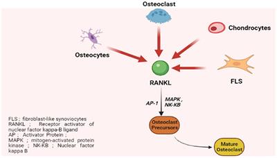 Pathomechanisms of bone loss in rheumatoid arthritis